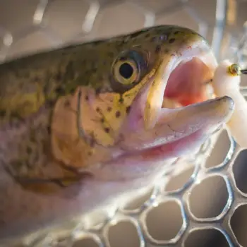 FISHUP Pupa 0.9 inch Cheese Taste