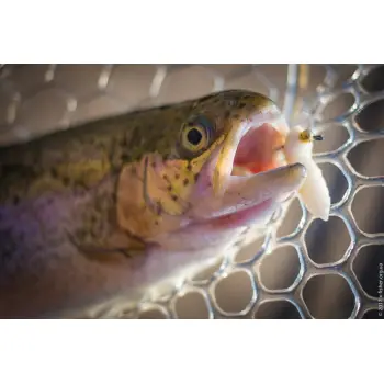 FISHUP Pupa 0.9 inch Cheese Taste