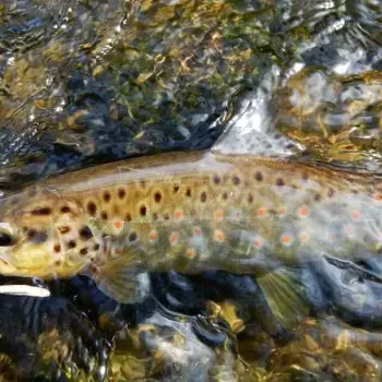 FISHUP Scaly FAT 3.2 inch