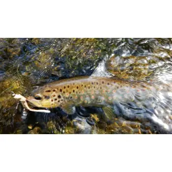 FISHUP Scaly FAT 3.2 inch