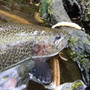 FISHUP Scaly FAT 3.2 inch Cheese Taste