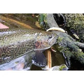 FISHUP Scaly FAT 3.2 inch Cheese Taste