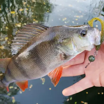 FISHUP U-Shad 2 inch