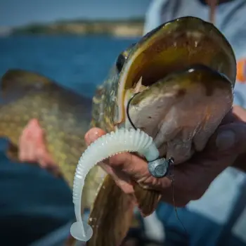 FISHUP U-Shad 4 inch