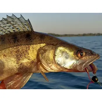 FISHUP Vipo 2.8 inch