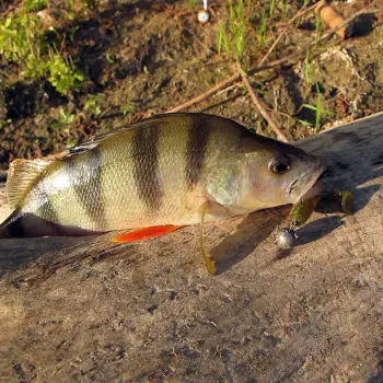 FISHUP Wizzle Shad 3 inch