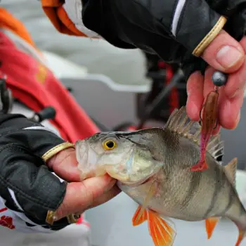 FISHUP Wizzle Shad 1.4 inch