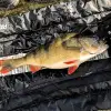 FREESTYLE FSI Micro Lure 1.95 0.5-4g