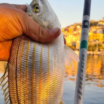 ITALICA Aria Evolution Medium 6.00m