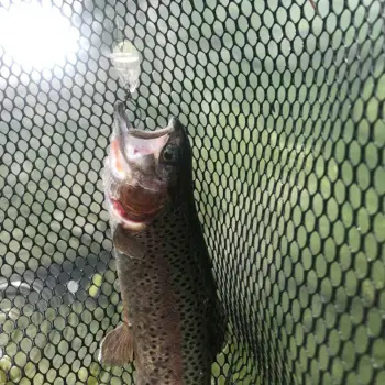 JACKALL Area Man Crank Dad 28F 28mm 2g Floating