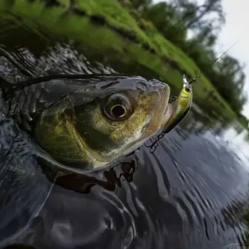 JACKALL Chubby Minnow 35SP 35mm 2.3g Suspending