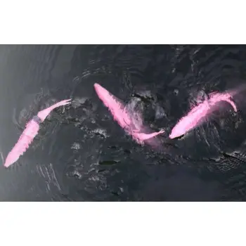 JACKALL Bounty Fish 158 158mm Floating