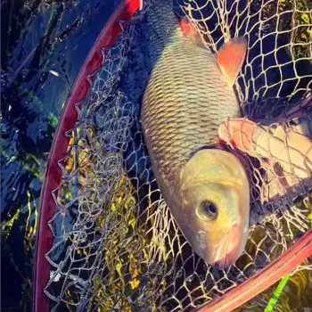 JACKALL Geronimo Chico 44mm 6.3g Floating