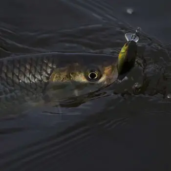 JACKALL Chubby 41F 41mm 5.5g Floating