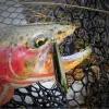 JACKSON Trout Tune 55F 55mm 3g Floating