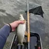 MF Fishing Bread