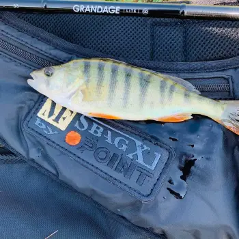 APIA Grandage Lite 83