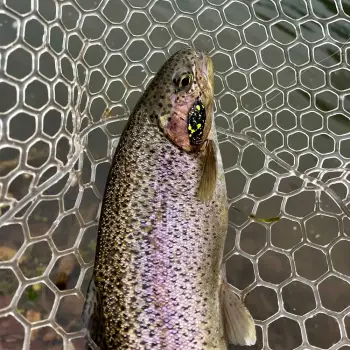 MUKAI Looper Plus 1.6g