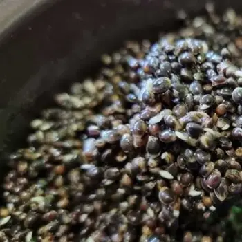 NBURN Baits Hemp 1kg