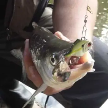 SPRO ASP Spinner UV 14g