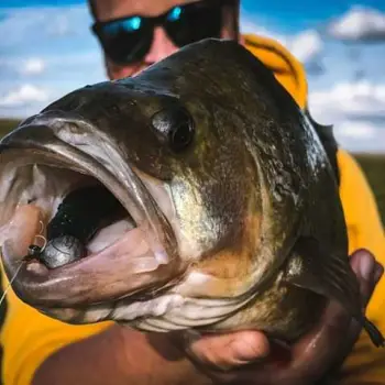 SPRO Scent Insta Shad 2.8g 6.5cm