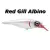 Red Gill Albino  - - КОД : 4805-22 