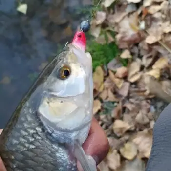 SAVAGE GEAR LB Cannibal 6.8cm 3g