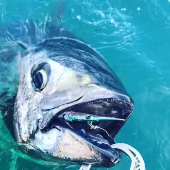 SAVAGE GEAR 3D Needlefish Pulsetail 14cm 12g Sinking