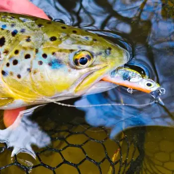 SAVAGE GEAR 3D Sticklebait Twitch 4.5cm 4g Sinking