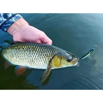 SAVAGE GEAR Bullet Mullet 8cm 8g Floating