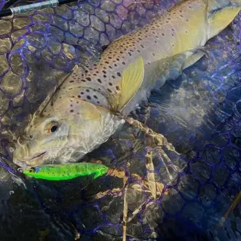 SHIMANO Cardiff ML Bullet 93F AR-C 93mm 10g Floating