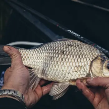 SHIMANO AERO X1 Precision Feeder 11ft 335cm 70g 3pcs