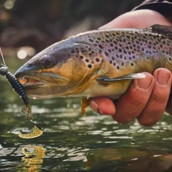 FISHUP Fancy Grub 2.5 inch