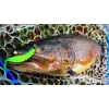 FISHUP Tanta 2.5 inch