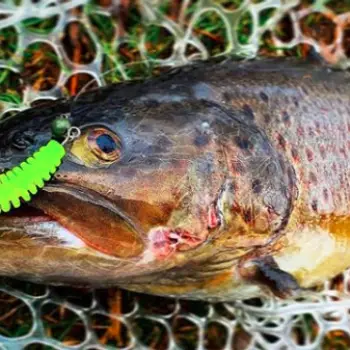 FISHUP Tanta 2.5 inch