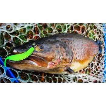 FISHUP Tanta 2.5 inch