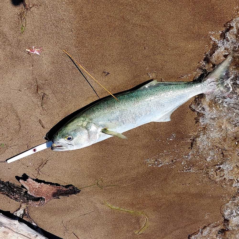 AS LURES Hydra 145 145mm 19g Floating