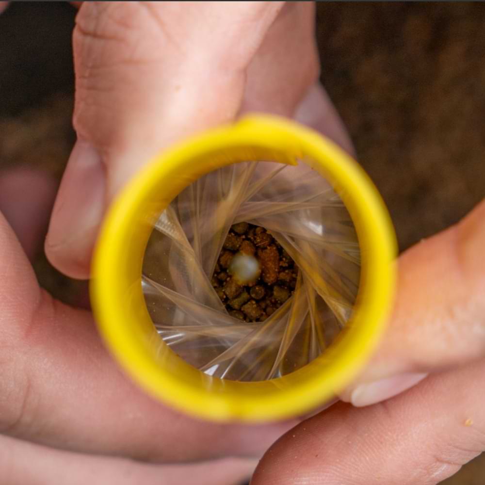 AVID CARP Transfer Solid Bag System - Large Loader