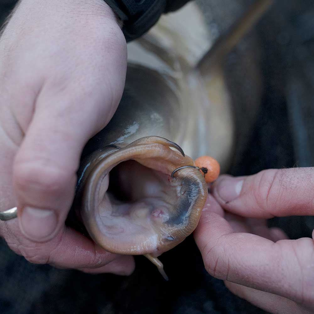 AVID CARP Armorok Hooks Wide Gape Barbed