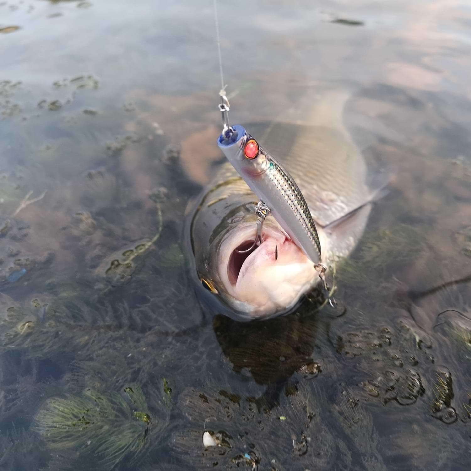 APIA Punch Line 80 13g