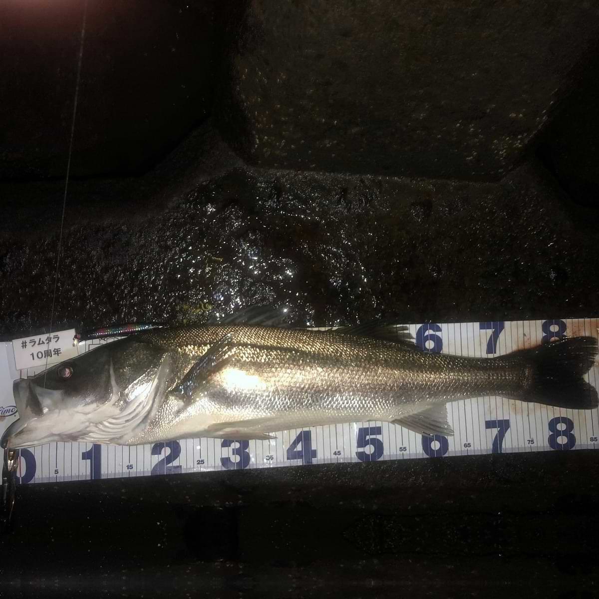 APIA Lammtarra 130 18g