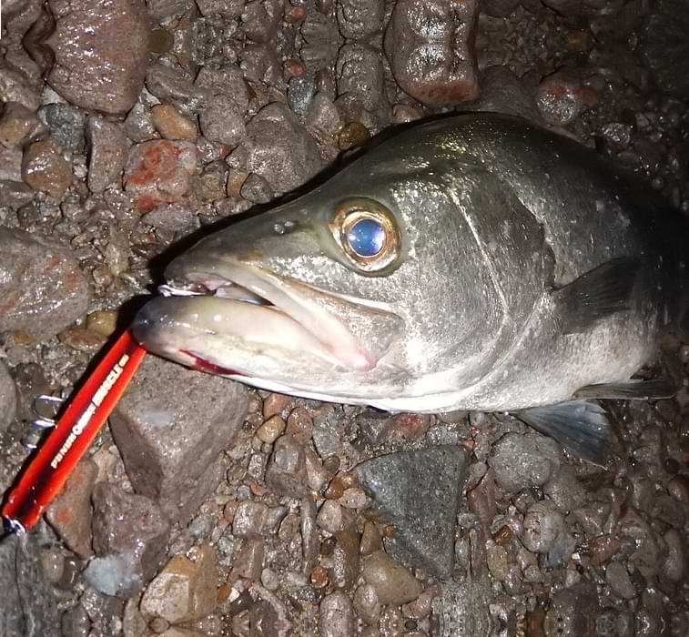 APIA Punch Line Muscle 95 28g