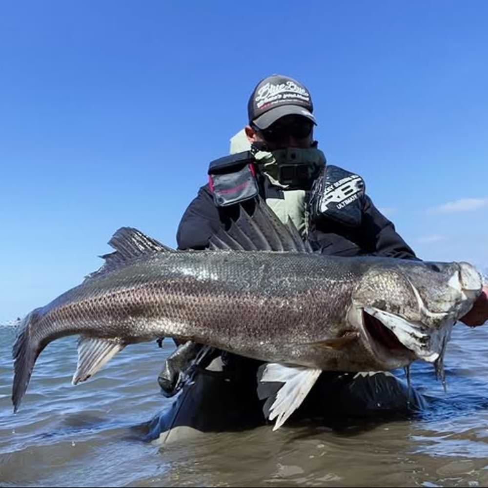 APIA Foojin Z 6th Generation Eve-Run S86ML