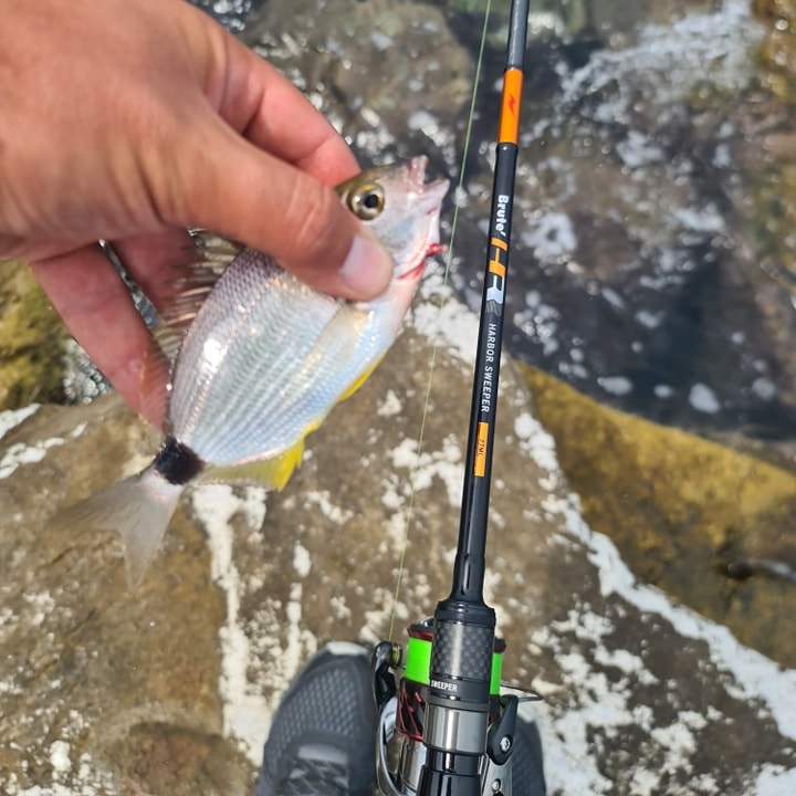 APIA Brute HR - Harbor Sweeper - 77ML