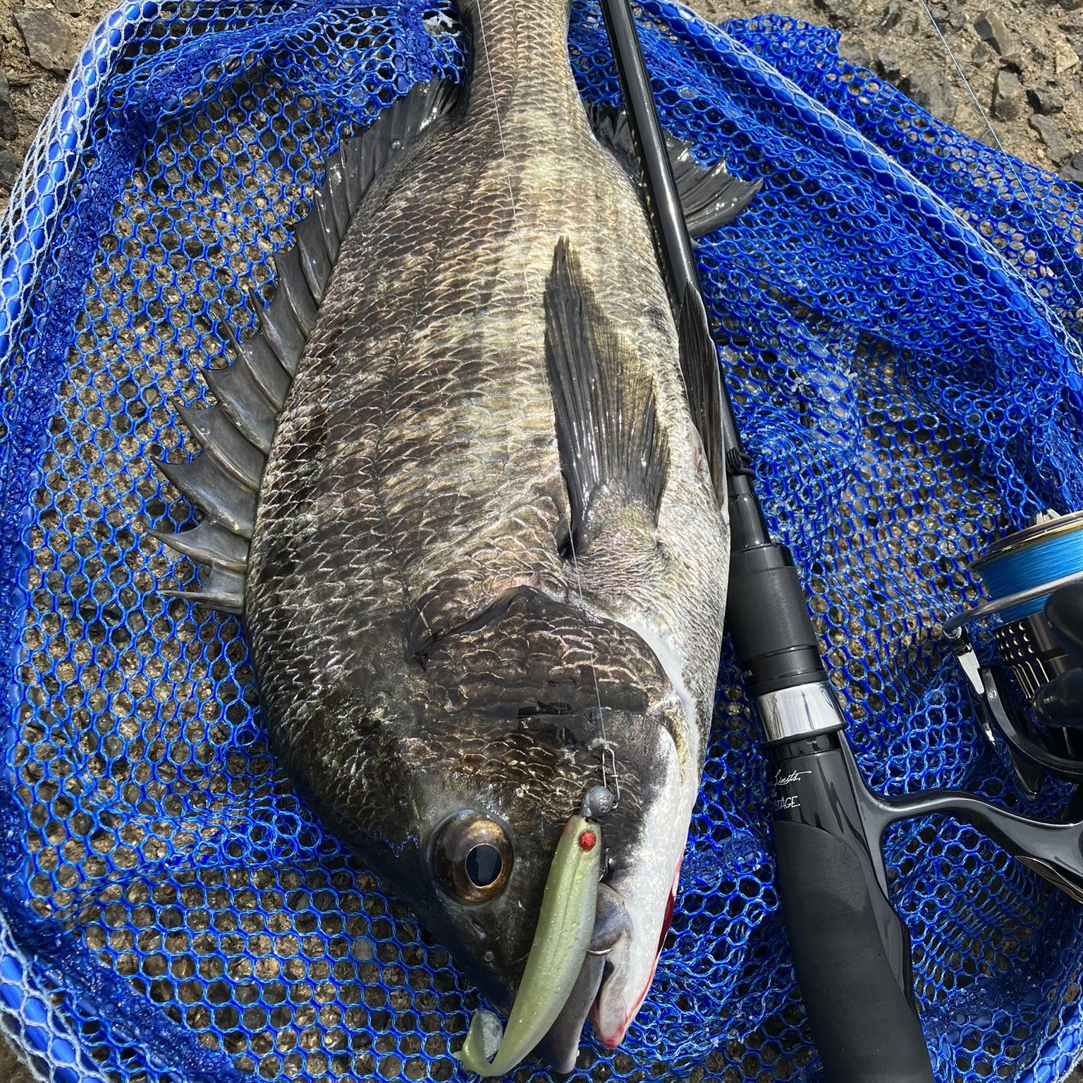 APIA Grandage Naval Silver Scale S68ML