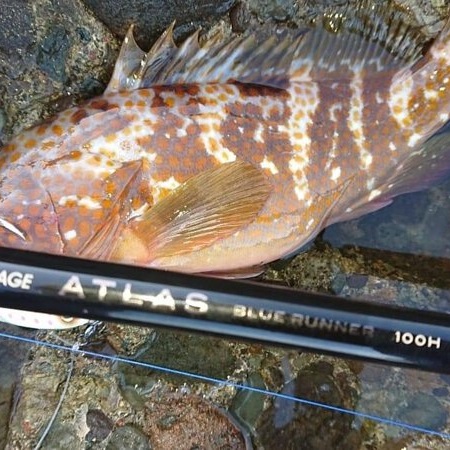 APIA Grandage Atlas Blue Runner 100H