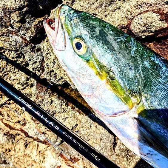 APIA Grandage Atlas Blue Runner 100H