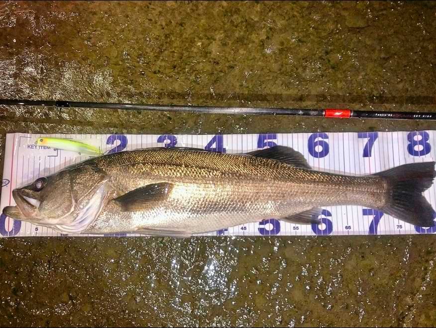 APIA Foojin RS Sky High 99M