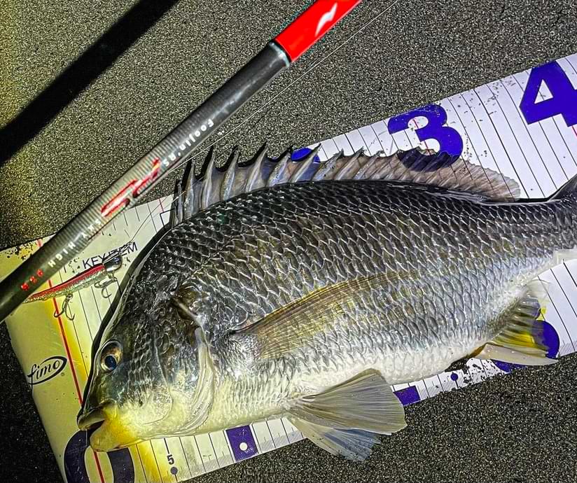 APIA Foojin RS Sky High 99M