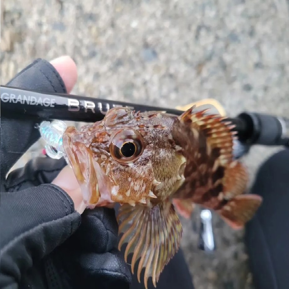 APIA Grandage Brute Belle Epoque S86M